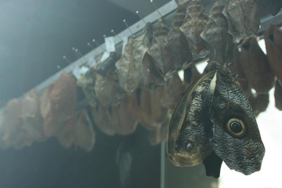Foto